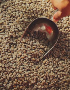 Bean Coffee Indonesia